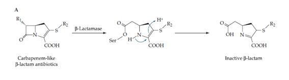 La serina de les B-lactamases que contenen aquest aminoàcid, forma un enllaç covalent amb l'anell dels B-lactams