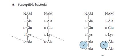 Mecanisme d'acció de la vancomicina en bacteris sense resistència