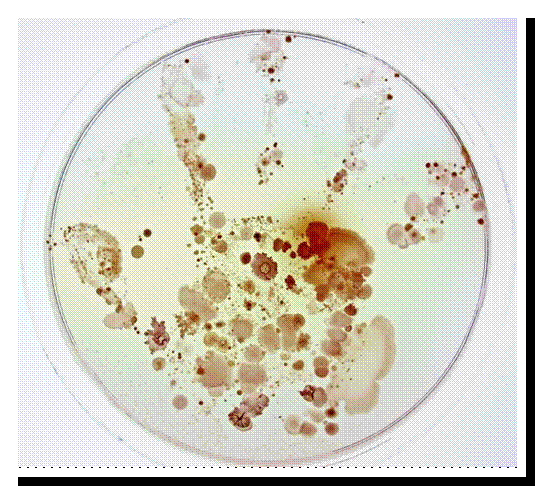 Fotografia guanyadora del primer premi de la 13a edició del seu certament Fotociencia. Empremta d'una xiqueta de 6 anys després de posar la seua mà sobre una placa de Petri