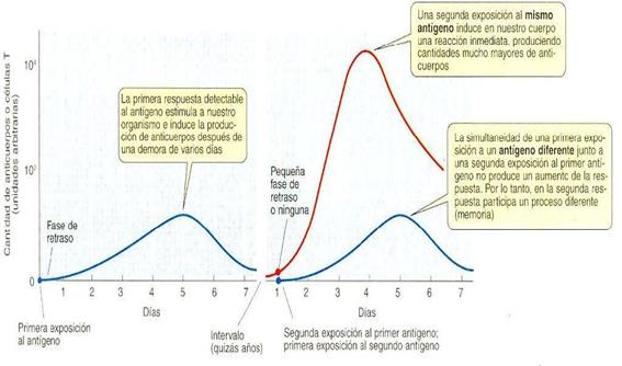 Resposta immunologica primària i secundària